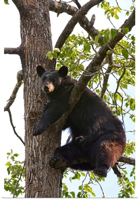 Black bear in a cottonwood tree at Alaska Wildlife Conservation Center, Portage, Alaska