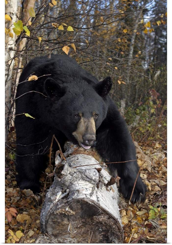 Black Bear Stepping Over Log In Forest Southcentral Alaska Autumn