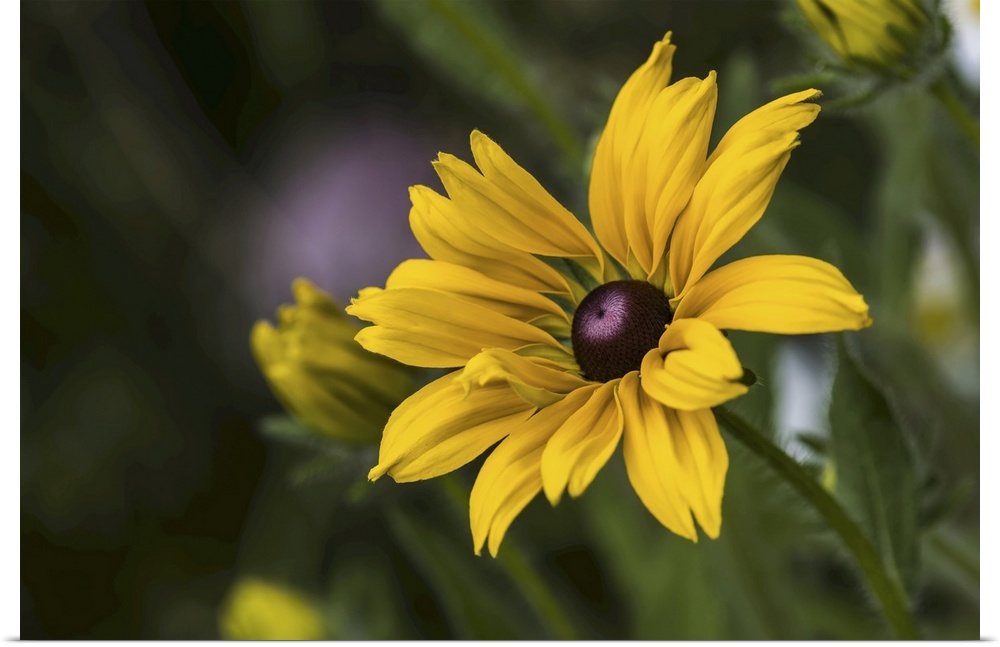 Black-eyed Susan (rudbeckia hirta) blooms in a flower garden, Astoria, Oregon, united states of America.