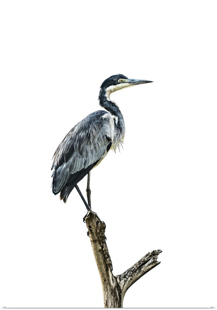 Black-headed heron (Ardea melanocephala) stands in profile on a forked tree stump against a cloudy, white sky. It has blac...