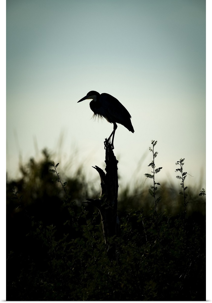 Black-headed heron (Ardea melanocephala) stands on stump in silhouette, Serengeti; Tanzania