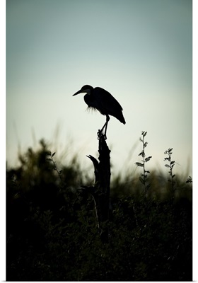 Black-Headed Heron Stands On Stump In Silhouette, Serengeti, Tanzania