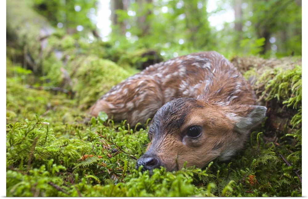 Black-tailed deer (Odocoileus hemionus sitkaensis), newborn fawn lying in moss covered rainforest, Montague Island, Prince...