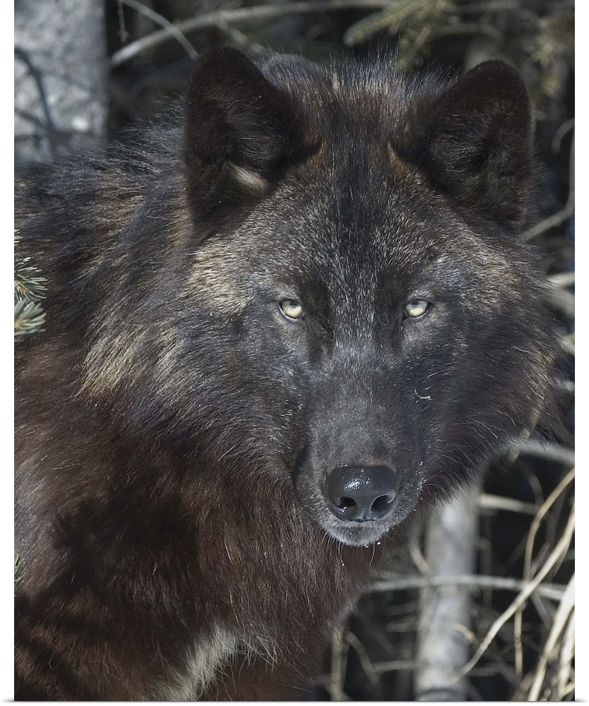 Black Timber Wolf