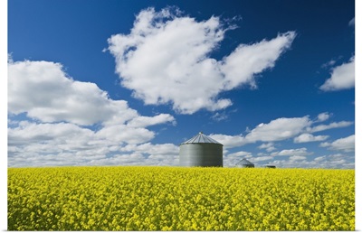 Bloom Stage Mustard Field And Grain Bin, Ponteix, Saskatchewan, Canada