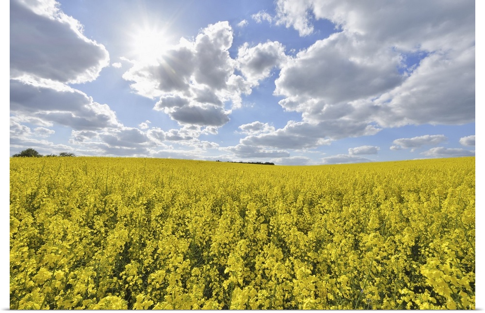 Blooming Canola Field with Sun in Spring, Schmachtenberg, Spessart, Franconia, Bavaria, Germany