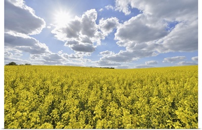 Blooming Canola Field With Sun In Spring, Bavaria, Germany