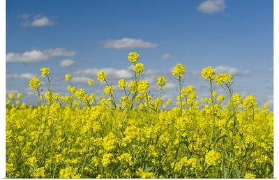 Blooming Mustard Field, Ponteix Saskatchewan, Canada