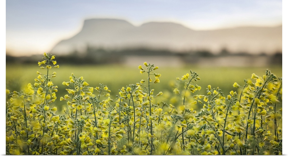 Close-up of blossoming canola (Brassica napus) in a field at sunset with mountains in the distance; Thunder Bay, Ontario, ...