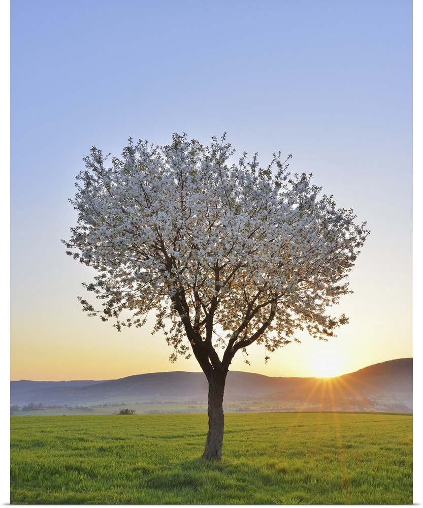 Blossoming Cherry Tree in Spring at Sunrise, Miltenberg, Spessart, Franconia, Bavaria, Germany