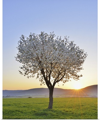 Blossoming Cherry Tree In Spring At Sunrise, Franconia, Bavaria, Germany