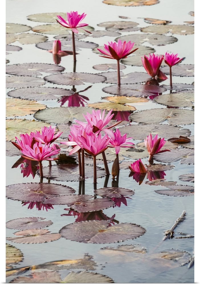 Blossoming fuchsia lotus (Nelumbo) plants, Red Lotus Sea, Nong Han Lake; Thailand.