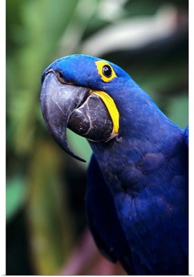 Blue And Yellow Hyacinth Macaw