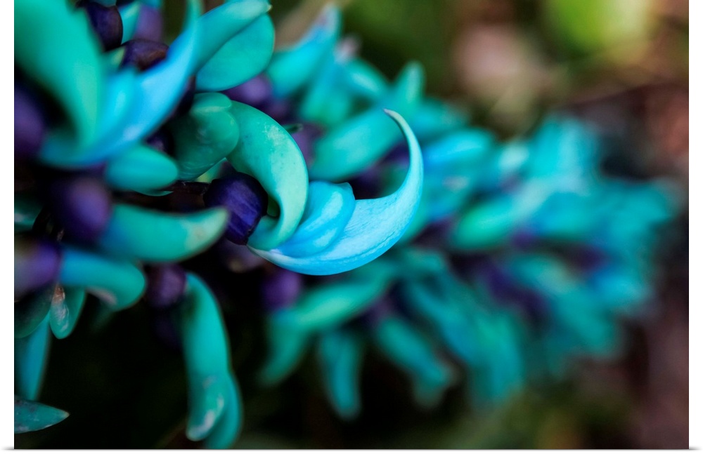 Blue jade plant with purple flowers; Hawaii, United States of America