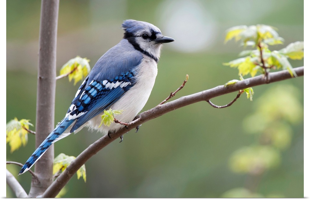 Blue Jay Perched On Budding Maple Tree In Springtime; Ontario, Canada