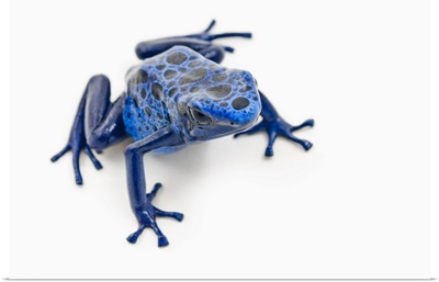 Blue Poison Dart Frog; Alberta, Canada