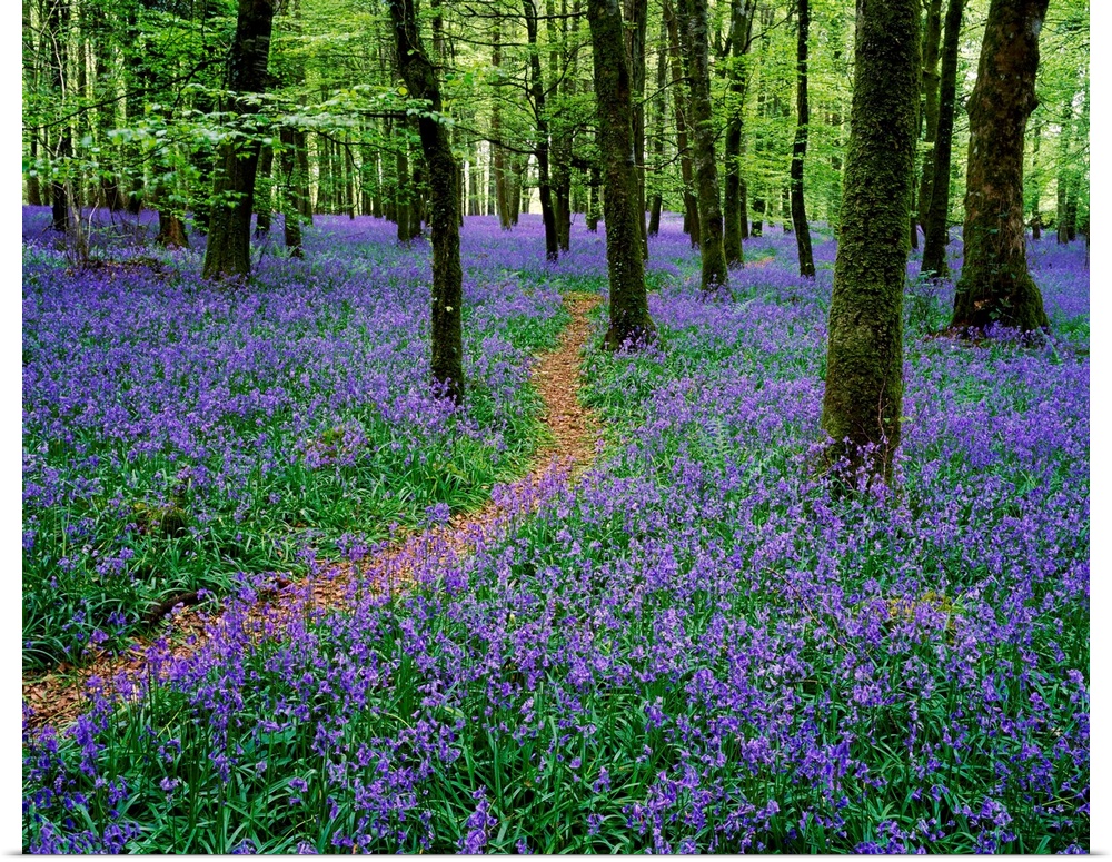 Bluebell Wood, Near Boyle, County Roscommon, Ireland