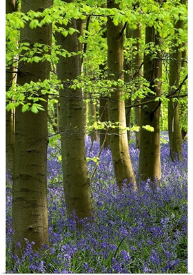 Bluebells In The Woods, Nottinghamshire, England