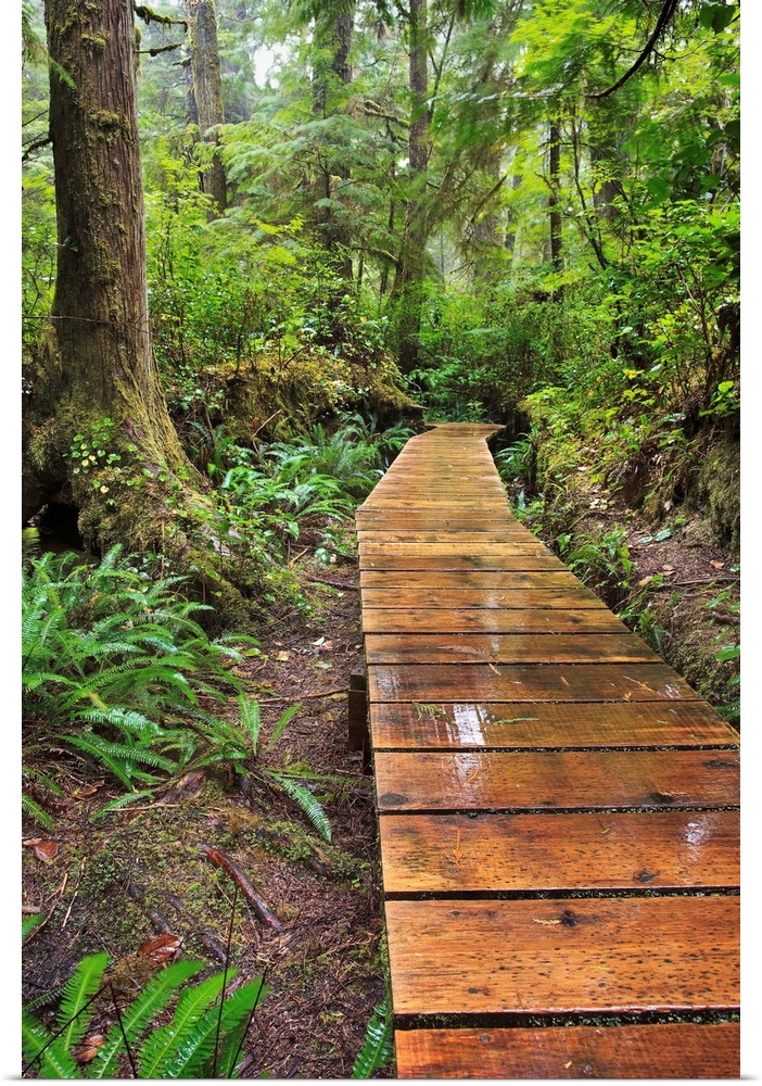 Boardwalk On The Rainforest Trail In Pacific Rim National Park; Vancouver Island British Columbia Canada