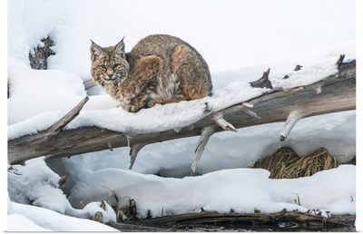 Bobcat Resting In The Snow On A Fallen Lodgepole Pine Tree, Yellowstone National Park