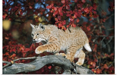 Bobcat Walks On Branch Through Hawthorn In Autumn; Idaho