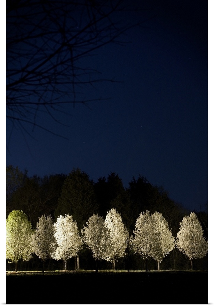 Bradford Pear Trees, Tennessee