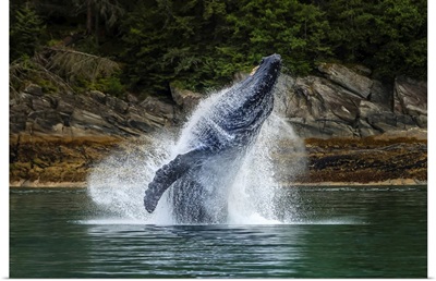 Breaching Humpback Whale In Chatham Strait, Tongass National Forest, Alaska