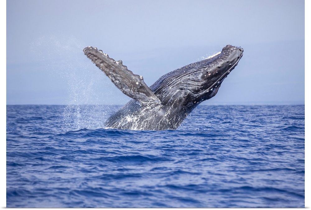 Breaching humpback whale (megaptera novaeangliae). Hawaii, united states of America.