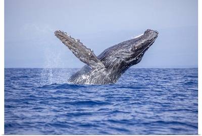 Breaching Humpback Whale (Megaptera Novaeangliae), Hawaii, United States Of America