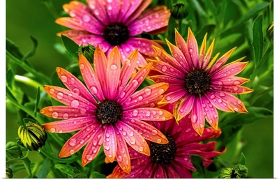 Bright Colourful Flowers With Water Droplets, Calgary, Alberta, Canada