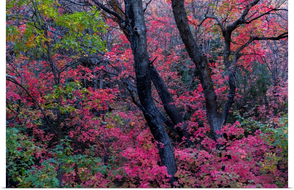 Brilliant autumn colours on trees in a woodland Richland, Utah, United States of America