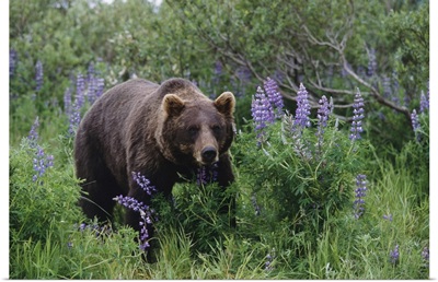Brown Bear, Alaska Wildlife Conservation Center