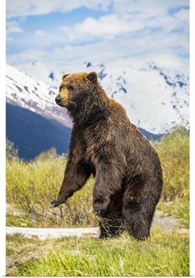Brown Bear Boar, Alaska Wildlife Conservation Center, Portage, Alaska