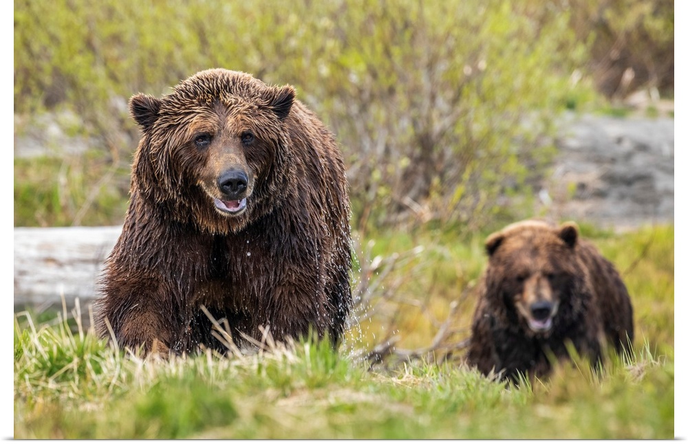 Brown bear boar and sow (ursus arctos) together, sow (female) in the foreground, wet from swimming in the river, Alaska wi...