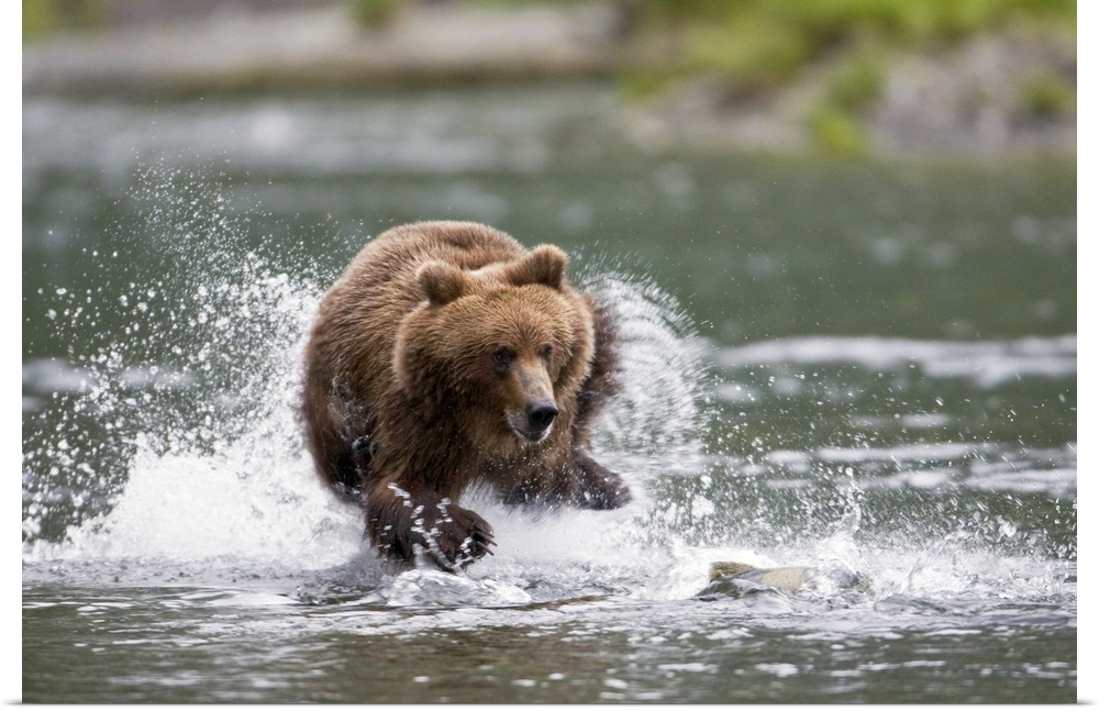 Big horizontal photograph of a large brown bear splashing while chasing a fish through a shallow stream, in Prince William...