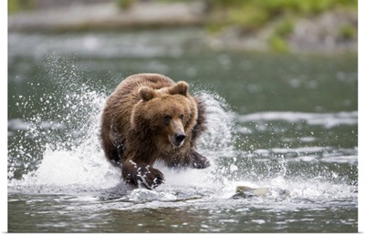 Brown bear chases salmon in a shallow stream Prince William Sound