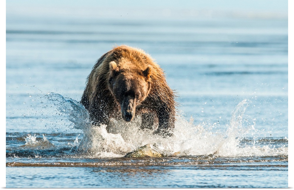 Brown bear (ursus arctos) chasing fish, Katmai National Park, Alaska, United States of America.