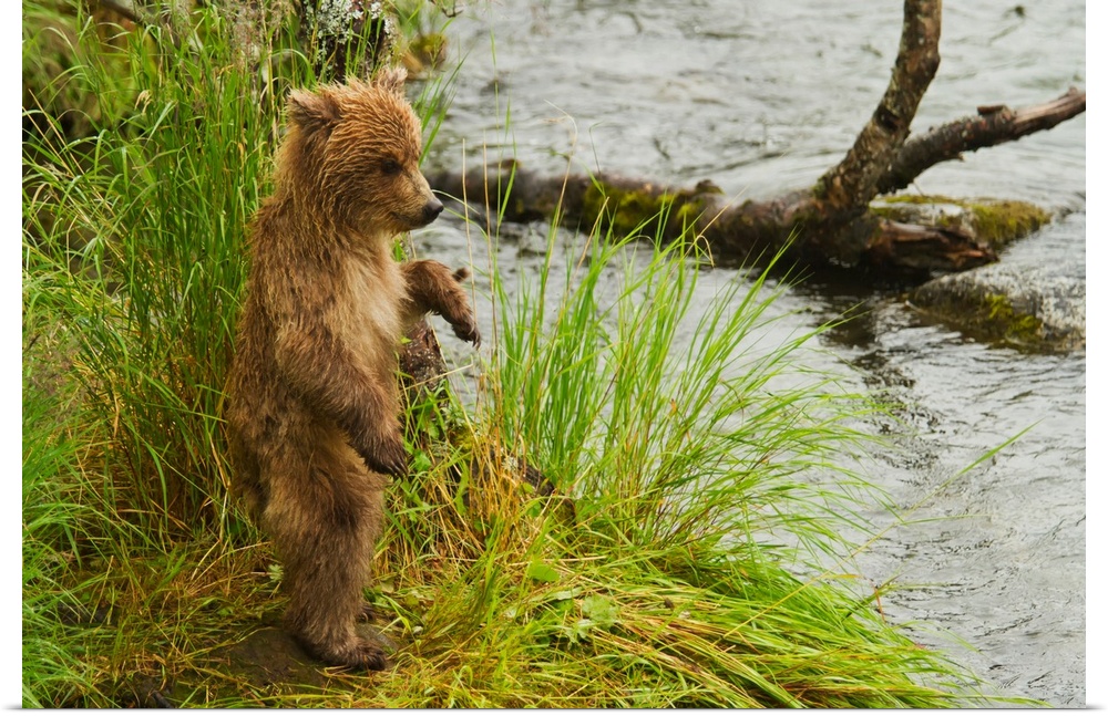 Brown bear (Ursus arctos) cub standing in grass at edge of Brooks River in rain, while mother is fishing for salmon, Katma...