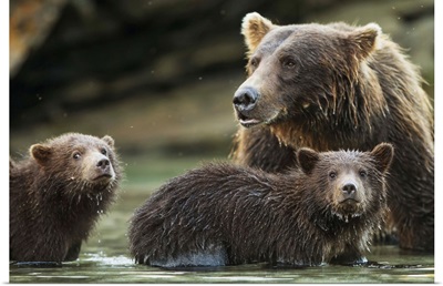 Brown Bear cubs and mother, Kuliak Bay, Katmai National Park, Alaska