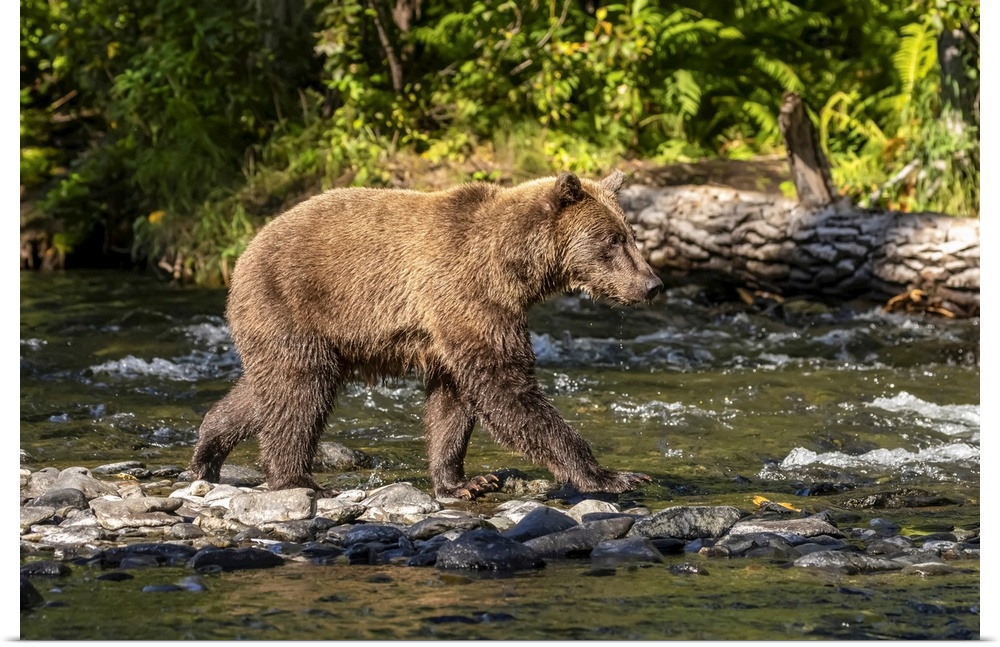 A brown bear (ursus arctos) during the summer salmon runs in the Russian river near cooper landing, south-central Alaska, ...