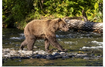 Brown Bear During The Summer Salmon Runs In The Russian River, Cooper Landing, Alaska