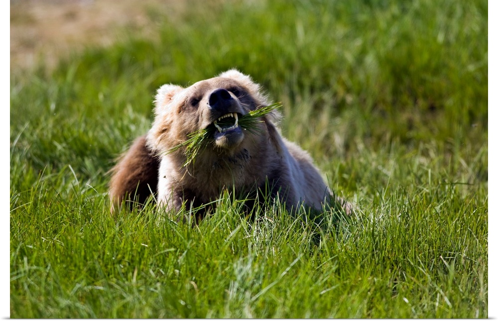 Brown bear eating sedge grass in the Kaguyak area of Katmai national park, Alaska.