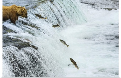 Brown Bear Fishing For Sockeye Salmon At Brooks Falls, Katmai National Park, Alaska