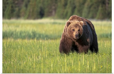 Brown bear in Lake Clark National Park, Alaska, United States of America