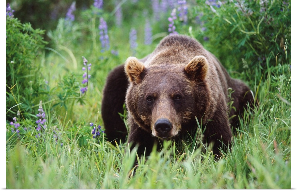 Captive: brown bear laying amongst lupine wildflowers at the Alaska wildlife conservation center during summer in southcen...