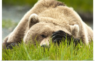 Brown bear resting on sedge grass with paw over eyes