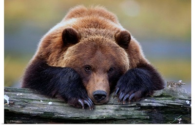 Brown Bear Rests With Its Front Legs Outstretched On A Log, Alaska