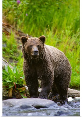 Brown Bear, Russian River, Kenai Peninsula, Alaska