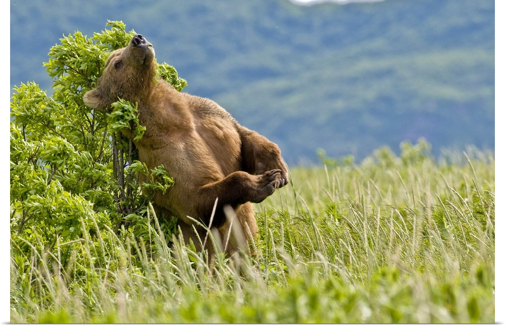 Brown bear scratches their back on a tree in Kukak Bay, Katmai National Park, Southwest Alaska, Summer