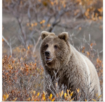 Brown Bear sits in fall colors in Denali National Park